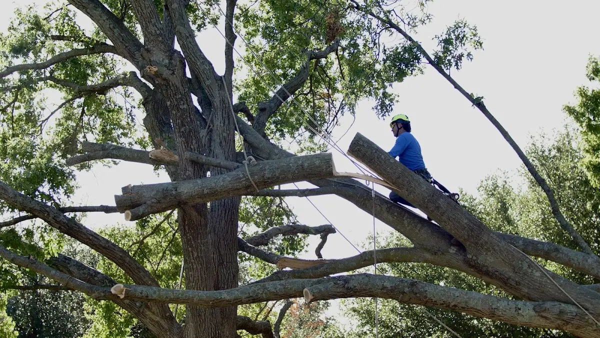Professional Hazardous Tree Removal performed by certified arborists in Kelly